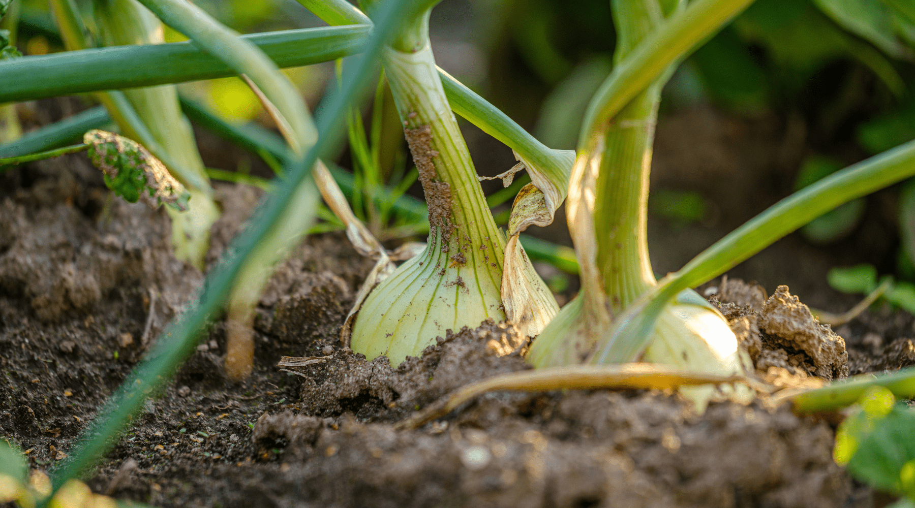 Mastering Onion Planting: Expert Tips for Growing Big, Healthy Onions