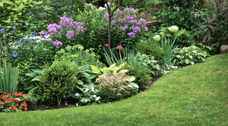 Beautify Your Landscape: Mastering Ornamental Gardening with Flowers, Shrubs, and Trees - Growing Wild Gardening