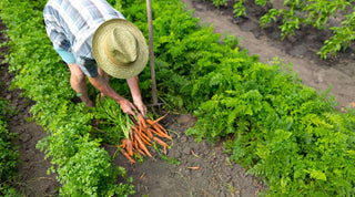 Best Carrot Companion Plants for a Thriving Garden - Growing Wild Gardening