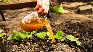 Boost Your Garden with Fish Fertilizer: Benefits & Usage Tips - Growing Wild Gardening