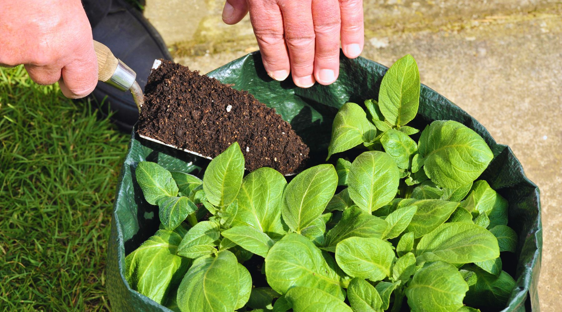 Build and Manage a Thriving Grow Bag Garden: Benefits & Tips – Growing ...