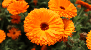 Calendula in the Garden: Benefits & Tips - Growing Wild Gardening