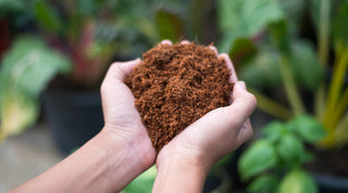 Coco Coir: Benefits, Uses, and Tips for Your Garden - Growing Wild Gardening