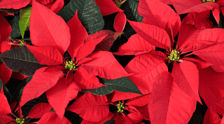 Creative Ways to Repurpose Poinsettia Plants and Christmas Trees After the Holidays - Growing Wild Gardening