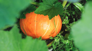 Growing Small Pumpkins - Growing Wild Gardening