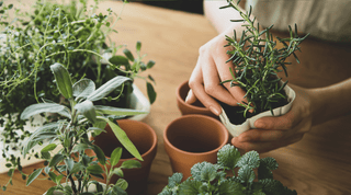 Herb Gardening Essentials: Cultivating Flavor and Health Right in Your Backyard - Growing Wild Gardening