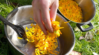 Homemade Calendula Salve: Harnessing the Healing Power of Your Garden - Growing Wild Gardening