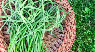 How and When to Cut Garlic Scapes for Optimal Growth - Growing Wild Gardening