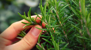 How to Harvest Rosemary: Tips for Fresh and Flavorful Herbs - Growing Wild Gardening