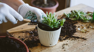 How to Propagate Succulents: A Step-by-Step Guide - Growing Wild Gardening