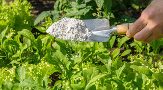 How to Use Diatomaceous Earth in Your Garden - Growing Wild Gardening