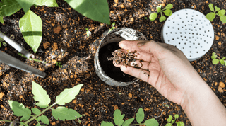 Improving Garden Vitality: Essential Organic Soil Amendments and How to Use Them - Growing Wild Gardening