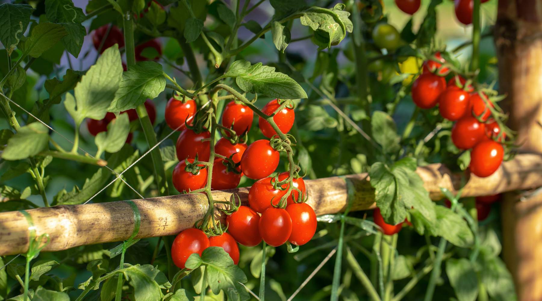 Indeterminate vs. Determinate Tomatoes A Complete Guide Growing Wild