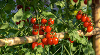 Indeterminate vs. Determinate Tomatoes: A Complete Guide - Growing Wild Gardening