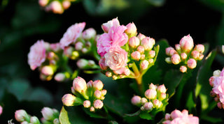 Kalanchoe Blossfeldiana: Care Tips and Benefits for Your Garden - Growing Wild Gardening