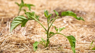 Magic of Mulching: Boost Your Garden's Health - Growing Wild Gardening