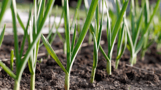 Mastering Garlic Cultivation: A Beginner's Guide from Seed to Harvest - Growing Wild Gardening