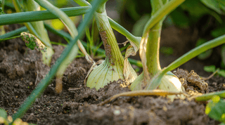 Mastering Onion Planting: Expert Tips for Growing Big, Healthy Onions - Growing Wild Gardening