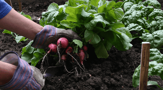 Mastering Radish Cultivation: A Guide to Growing Crisp, Flavorful Radishes - Growing Wild Gardening