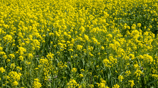 Maximize Garden Health: The Ultimate Resource for Cover Crops - Growing Wild Gardening