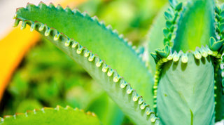 Mother of Thousands: Care, Growth, and Propagation - Growing Wild Gardening