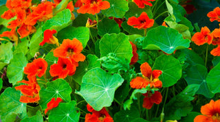 Nasturtiums: Easy Growth & Top Benefits Unveiled - Growing Wild Gardening