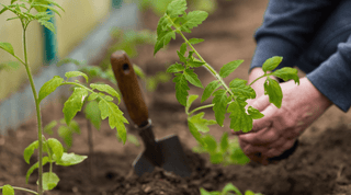 Quick Beginner's Guide to Starting a Vegetable Garden - Growing Wild Gardening