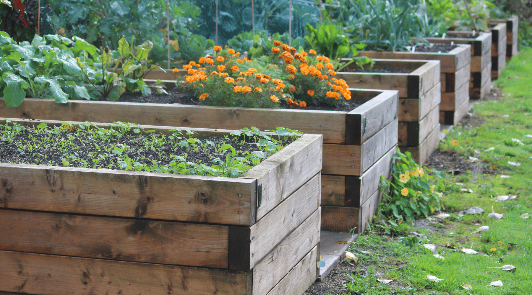 Raised Bed Gardening Mastery: Ultimate Guide to Thriving Beds – Growing ...