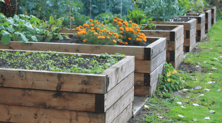 Raised Bed Gardening Mastery: Ultimate Guide to Thriving Garden Beds - Growing Wild Gardening