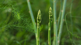 Stages of Growing Asparagus: From Planting to Harvest - Growing Wild Gardening