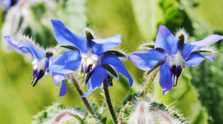 The Wonder Herb: Grow Borage - Nature's Ally - Growing Wild Gardening