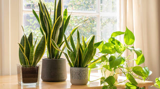 Top Plants That Clean Air and Improve Indoor Air Quality - Growing Wild Gardening