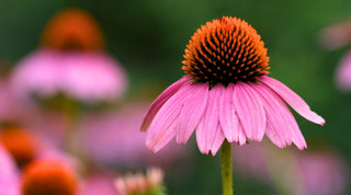 Top Types of Flowers for a Stunning Garden - Growing Wild Gardening