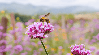 Transform Your Garden into a Wildlife Haven: Eco-Friendly Tips for Attracting Birds, Bees, and Butterflies - Growing Wild Gardening