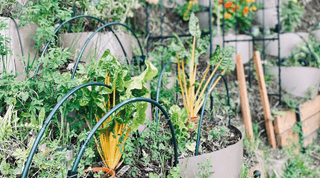 Transform Your Hillside Garden: The Remarkable Benefits of Using Dirt Lockers - Growing Wild Gardening