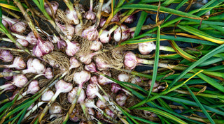 When to Harvest Garlic: Timing, Signs, and Techniques