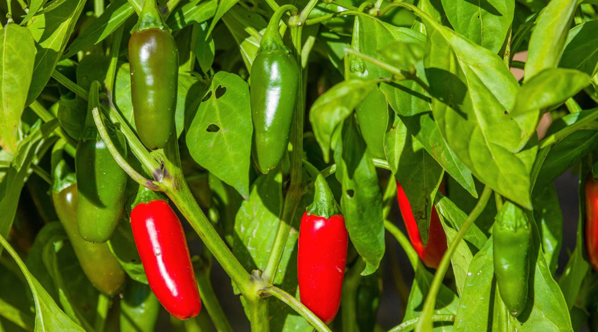 When to Harvest Jalapeno Peppers – Growing Wild Gardening