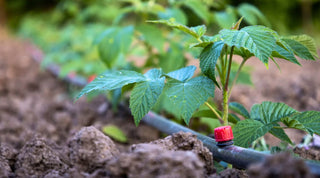 Why and How to Set Up Drip Irrigation for Your Garden - Growing Wild Gardening