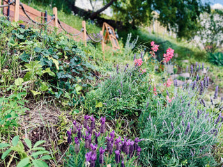 pollinator garden