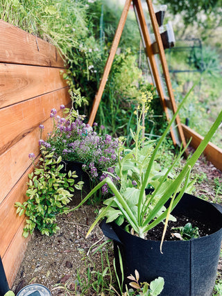 container garden onion